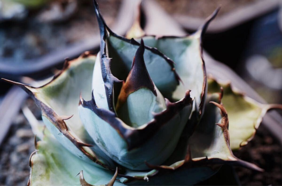 過去最大級“超希少特選株” Agave titanota “青犀牛” アガベ 過去最大級“超希少特選株” Agave titanota “青犀牛” アガベ