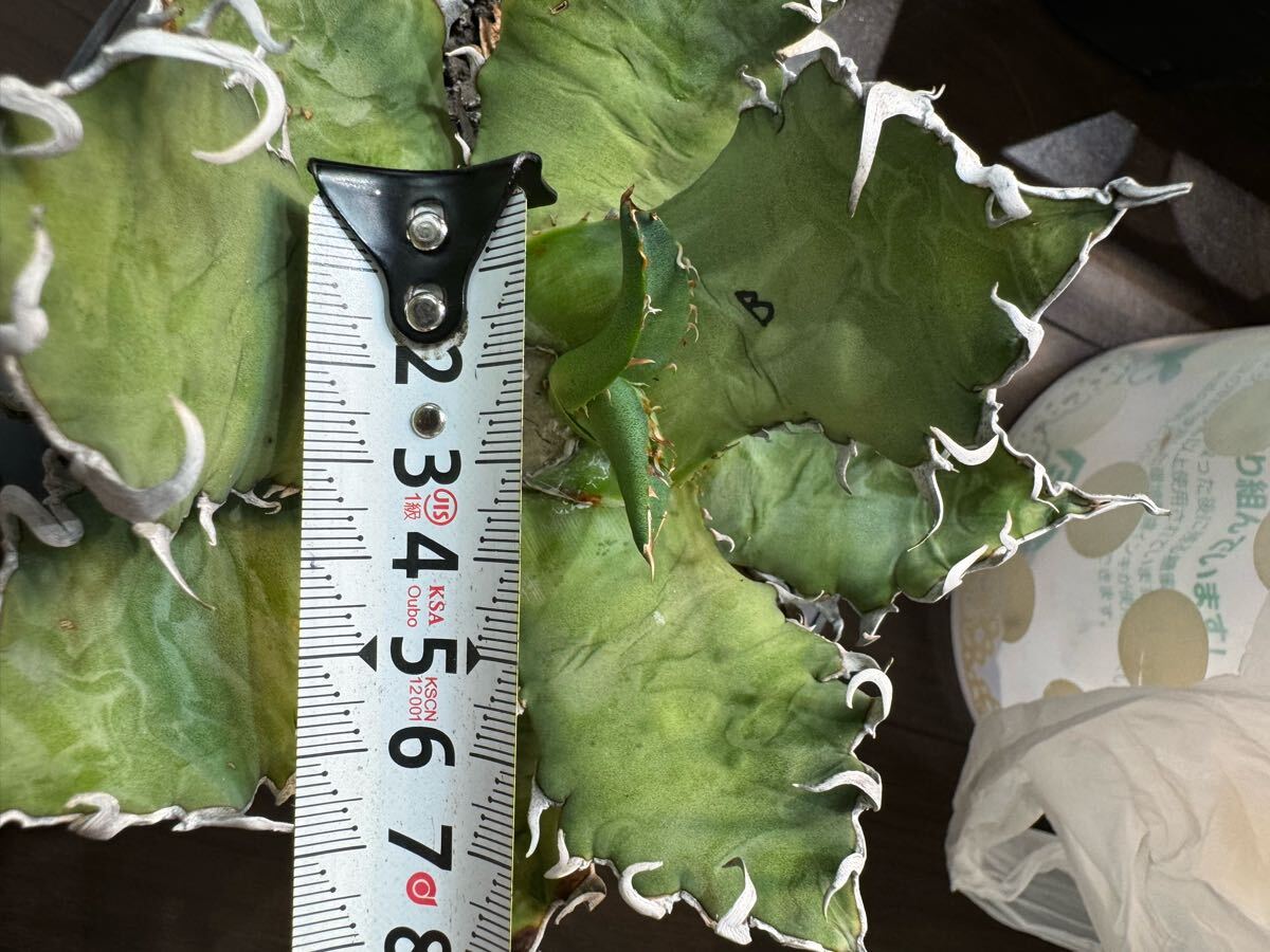 超希少特選株” Agave titanota 伝説の“超オアハカ” 超陽炎 超希少特選株” Agave titanota 伝説の“超オアハカ” 超陽炎