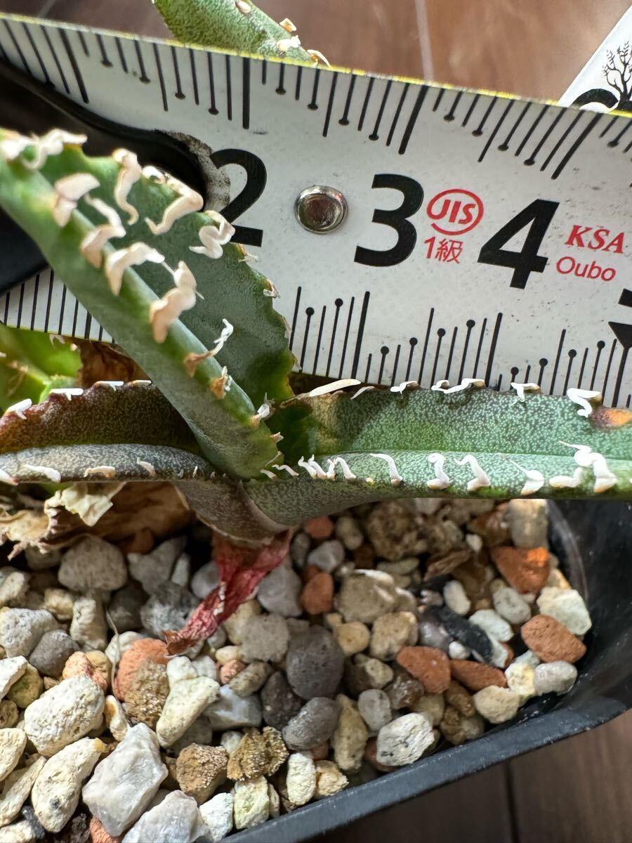 超希少特選株” Agave titanota “日冕” アガベ チタノタ コロナ 超希少特選株” Agave titanota “日冕” アガベ チタノタ コロナ