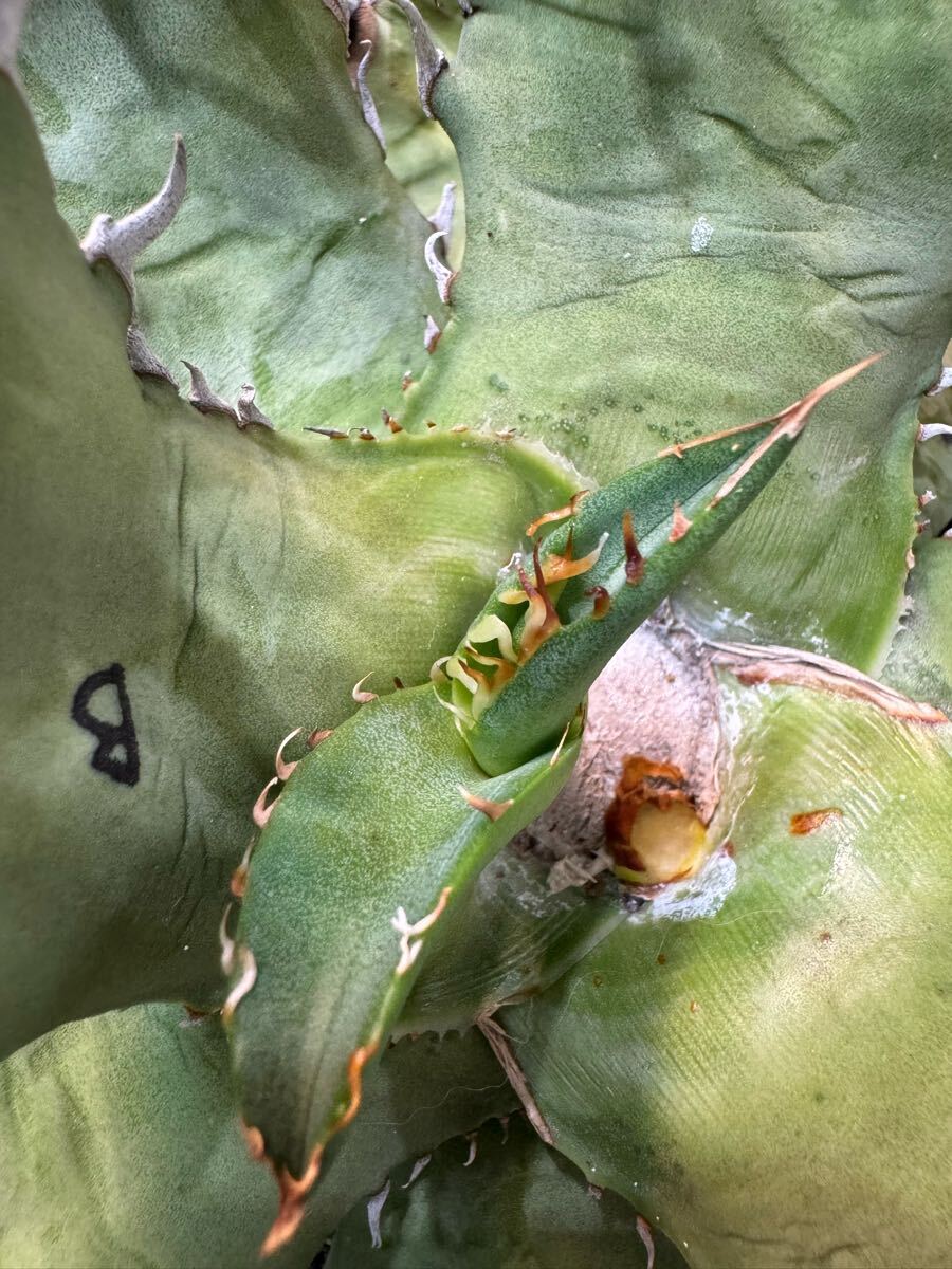 超希少特選株” Agave titanota 伝説の“超オアハカ” 超陽炎 超希少特選株” Agave titanota 伝説の“超オアハカ” 超陽炎