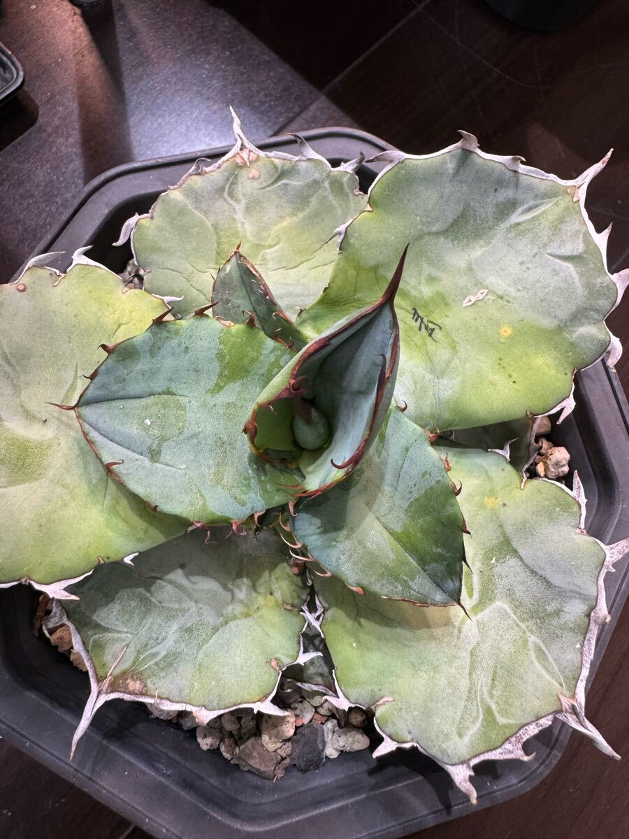 過去最大級“超希少特選株” Agave titanota “青犀牛” アガベ 過去最大級“超希少特選株” Agave titanota “青犀牛” アガベ