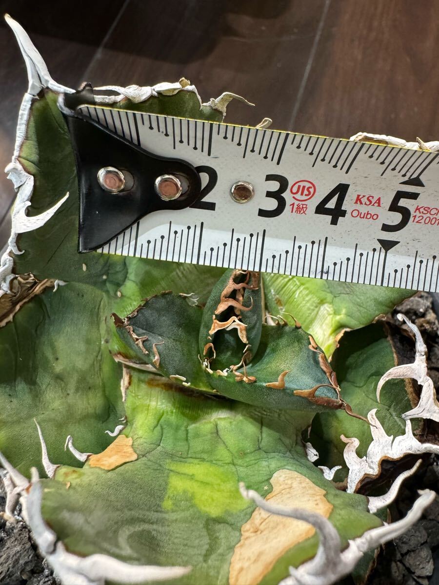 超希少スペイン産” プランツレター株 agave titanota oteroi 超希少スペイン産” プランツレター株 agave titanota oteroi