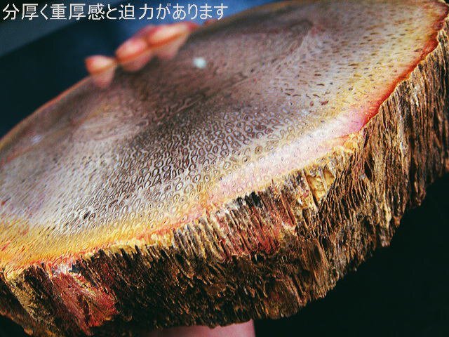 化石 ブラジル産 珪化木 3億年前!最高級!古いペルム紀 化石 ブラジル産 珪化木 3億年前!最高級!古いペルム紀