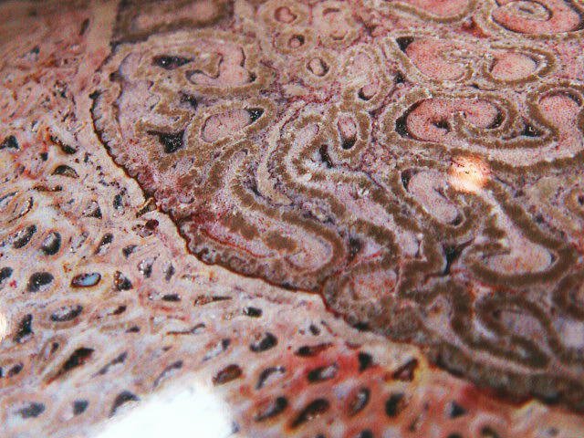 60センチ超えの驚くべきサイズ！自然が生み出したアート作品