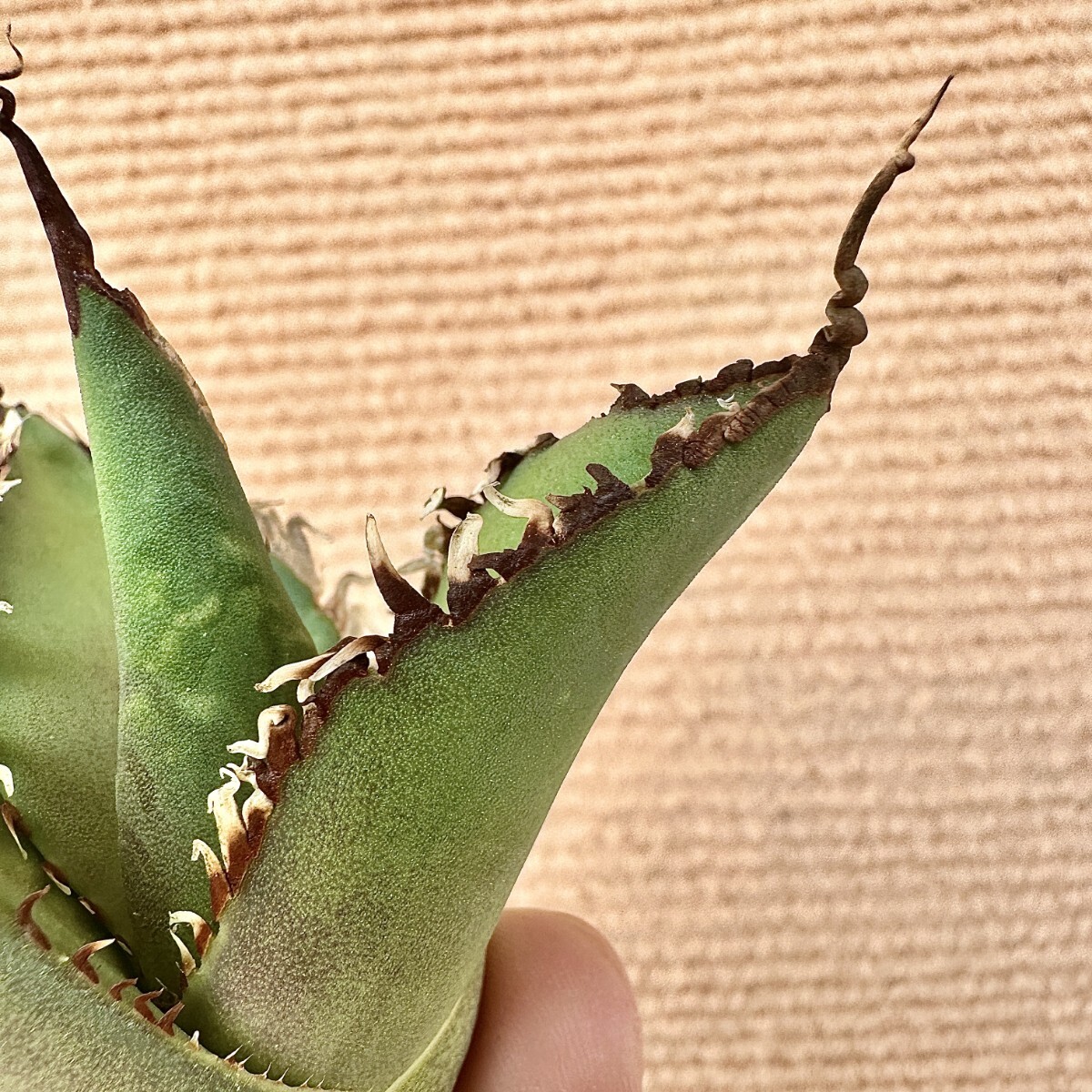 Lj_plants Z144 株を厳選 高級品種 アガベ チタノタ 無名 密棘 Lj_plants Z144 株を厳選 高級品種 アガベ チタノタ 無名 密棘