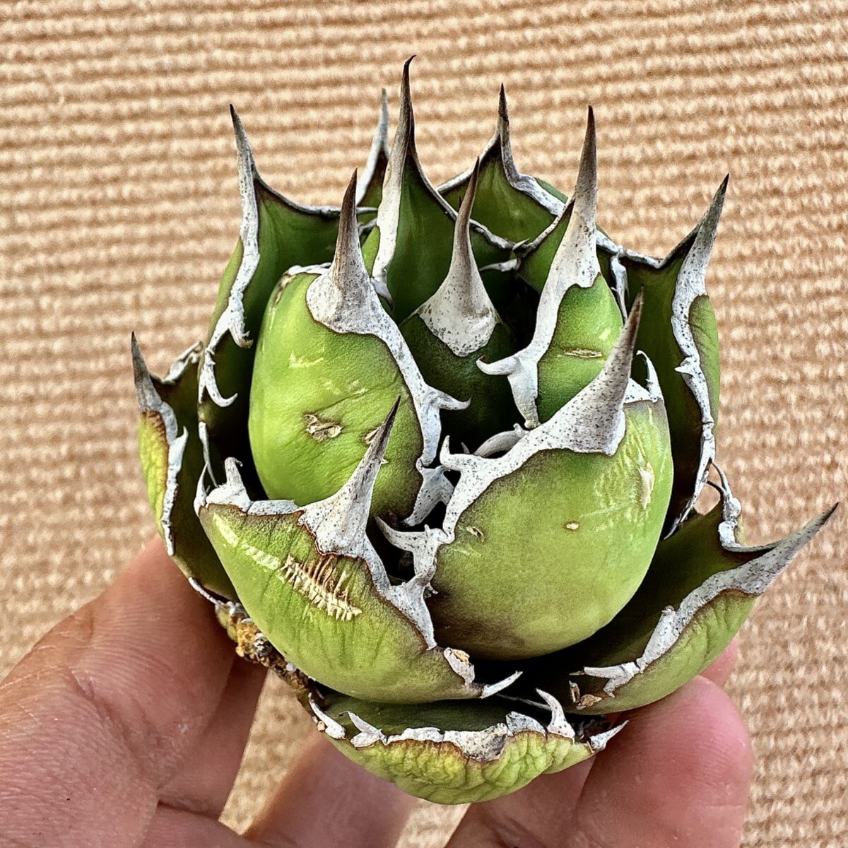 Lj_plants】Z970 激レア高級品種 アガベ チタノタ FO-076 Lj_plants】Z970 激レア高級品種 アガベ チタノタ FO-076
