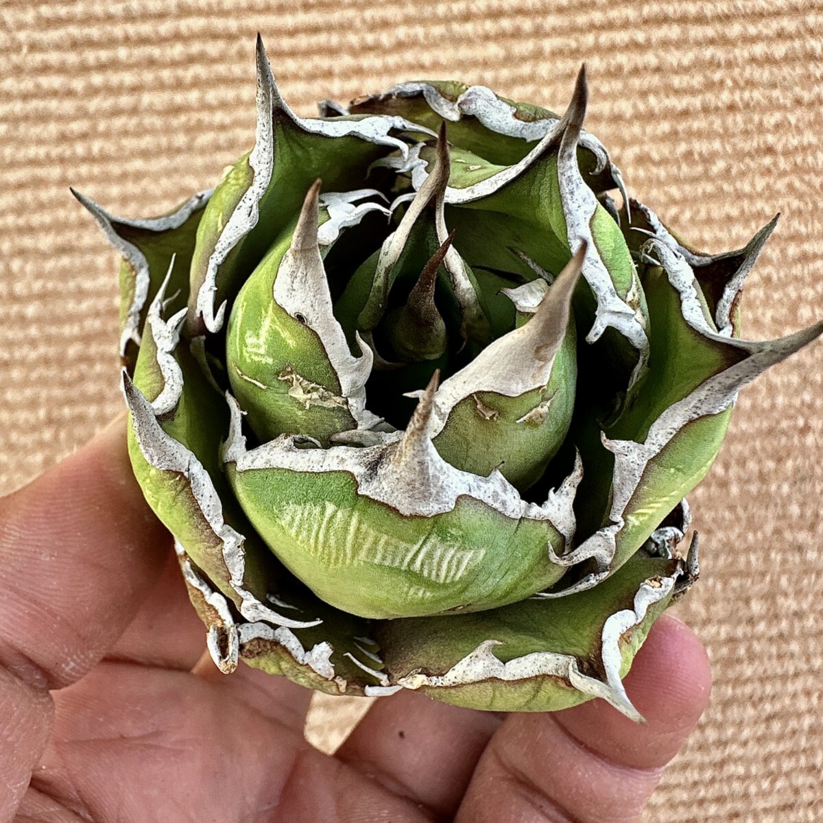 Lj_plants】Z970 激レア高級品種 アガベ チタノタ FO-076 Lj_plants】Z970 激レア高級品種 アガベ チタノタ FO-076