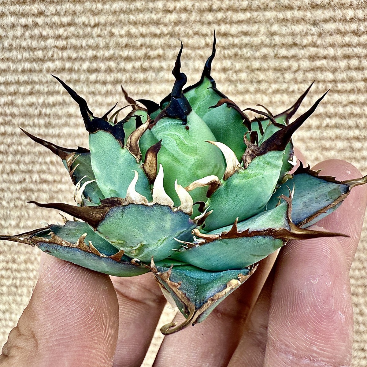 Lj_plants Z407アガベ チタノタ ハデス 恐竜牙歯 黒帝斯 heads Lj_plants Z407アガベ チタノタ ハデス 恐竜牙歯 黒帝斯 heads