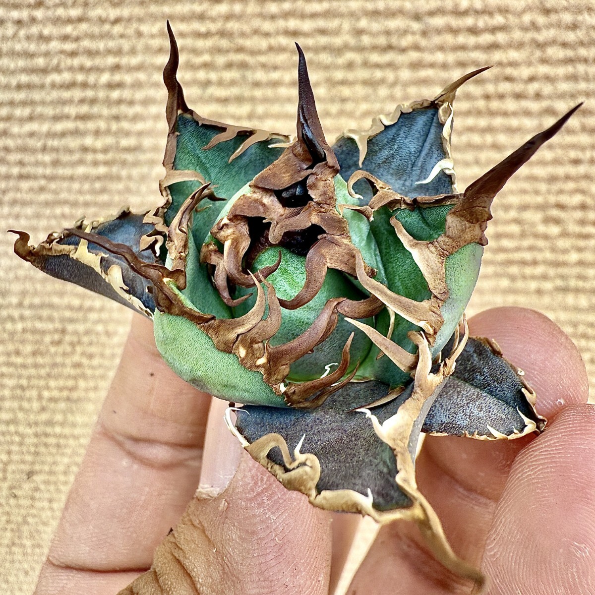 Lj_plants Z503 激レア高級品種 アガベ チタノタ シーザー super Lj_plants Z503 激レア高級品種 アガベ チタノタ シーザー super