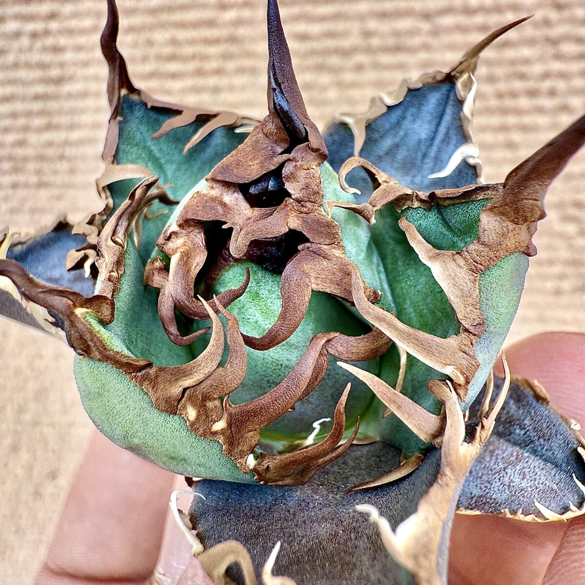 Lj_plants Z503 激レア高級品種 アガベ チタノタ シーザー super Lj_plants Z503 激レア高級品種 アガベ チタノタ シーザー super
