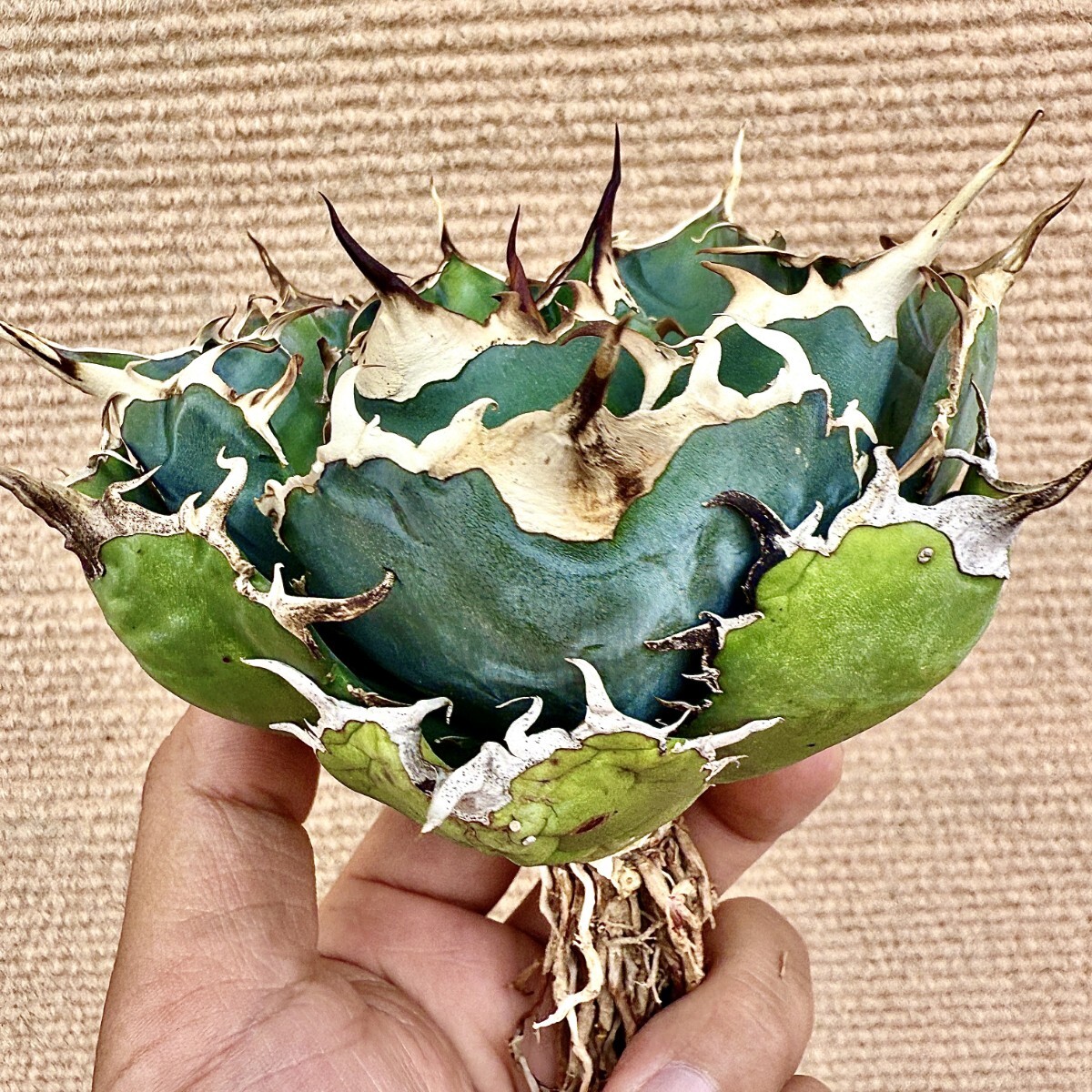 Lj_plants Z756 激レア高級品種 アガベ チタノタ 白鯨 極上強棘 Lj_plants Z756 激レア高級品種 アガベ チタノタ 白鯨 極上強棘