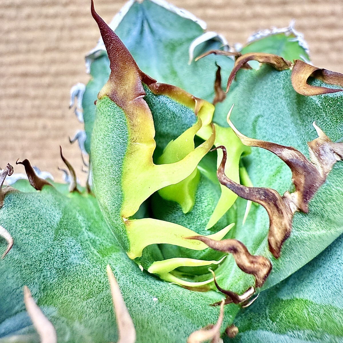 Lj_plants Z744アガベ チタノタ オテロイ 実生選抜株 Agave Lj_plants Z744アガベ チタノタ オテロイ 実生選抜株 Agave