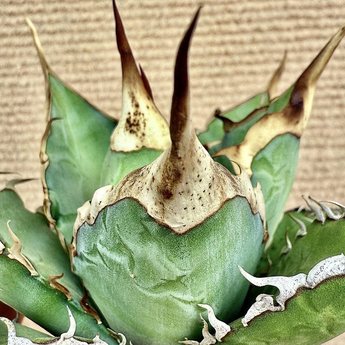 Lj_plants Z713 アガベ チタノタ オテロイ 優秀選抜実生株 Agave Lj_plants Z713 アガベ チタノタ オテロイ 優秀選抜実生株 Agave