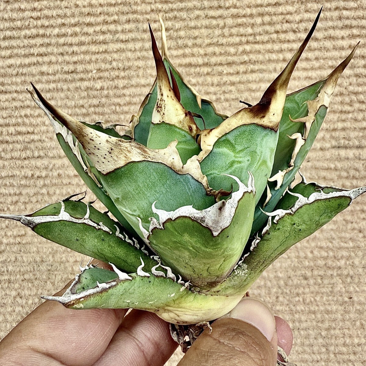 Lj_plants Z713 アガベ チタノタ オテロイ 優秀選抜実生株 Agave Lj_plants Z713 アガベ チタノタ オテロイ 優秀選抜実生株 Agave