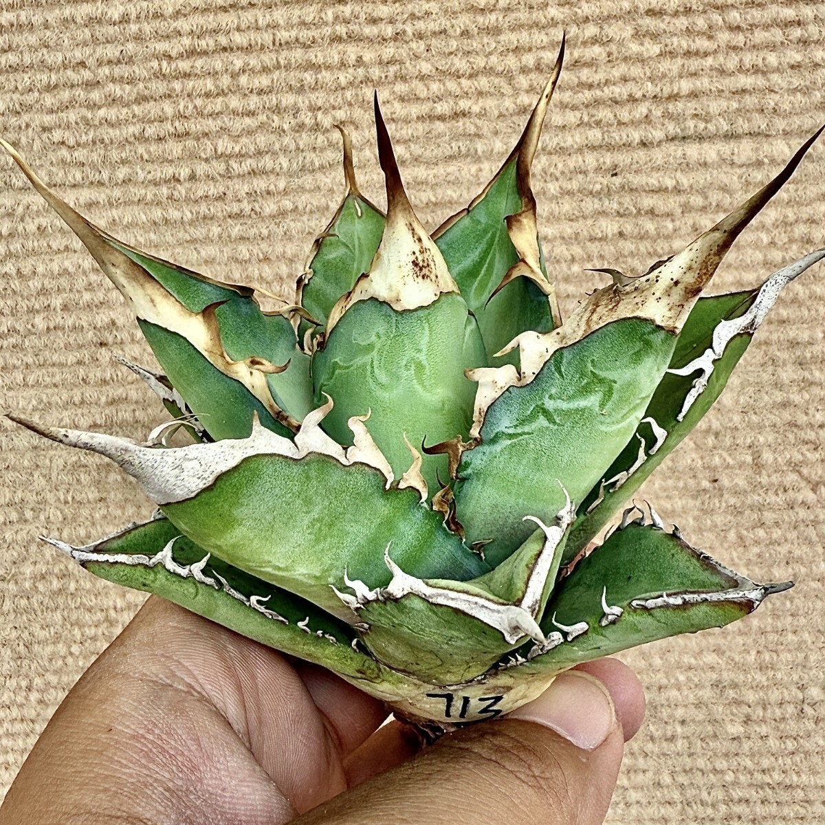 Lj_plants Z713 アガベ チタノタ オテロイ 優秀選抜実生株 Agave Lj_plants Z713 アガベ チタノタ オテロイ 優秀選抜実生株 Agave