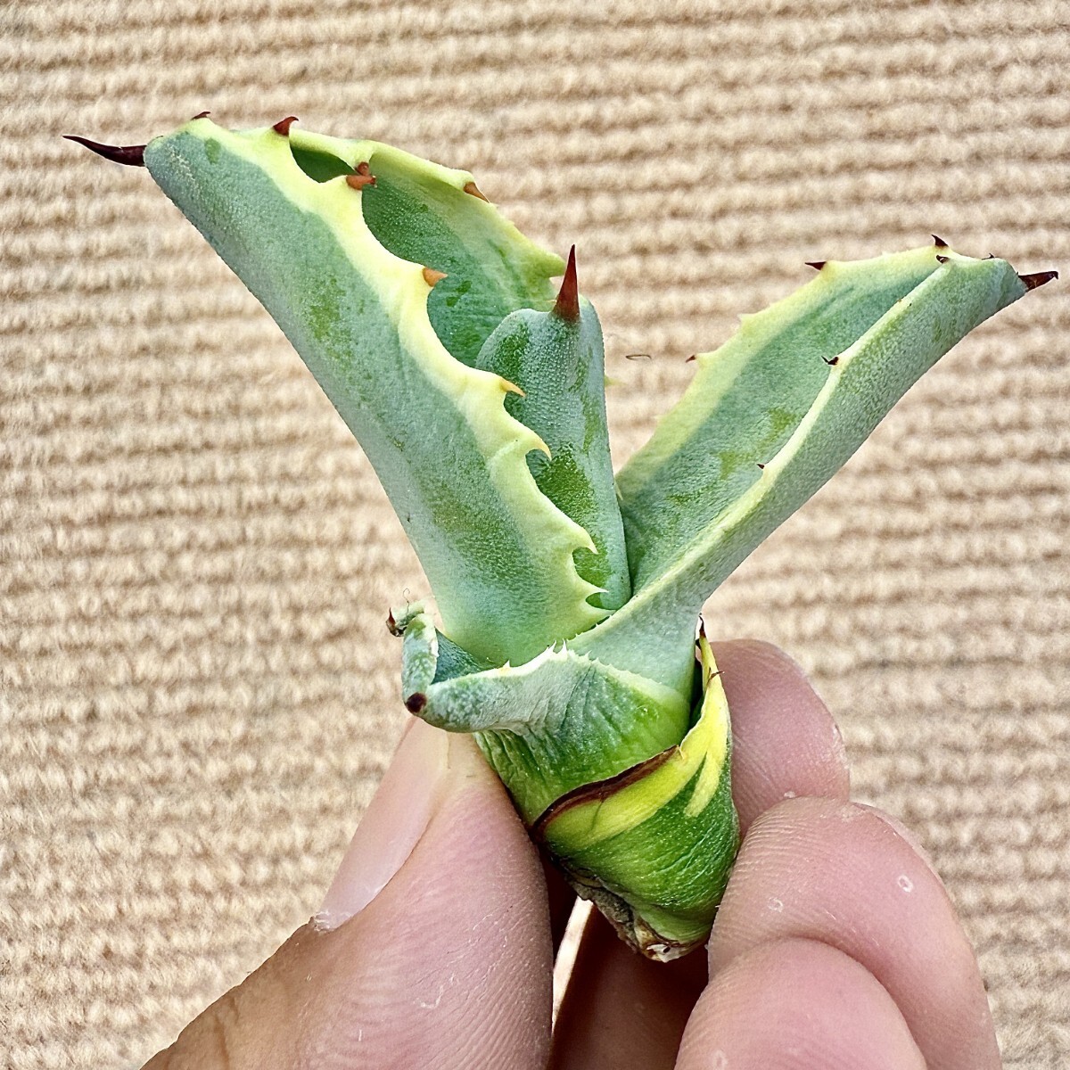 Lj_plants Z885 激レア高級品種 アガベ サルミアナ リップル Lj_plants Z885 激レア高級品種 アガベ サルミアナ リップル
