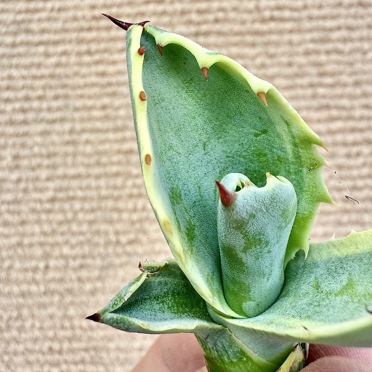 Lj_plants Z885 激レア高級品種 アガベ サルミアナ リップル Lj_plants Z885 激レア高級品種 アガベ サルミアナ リップル