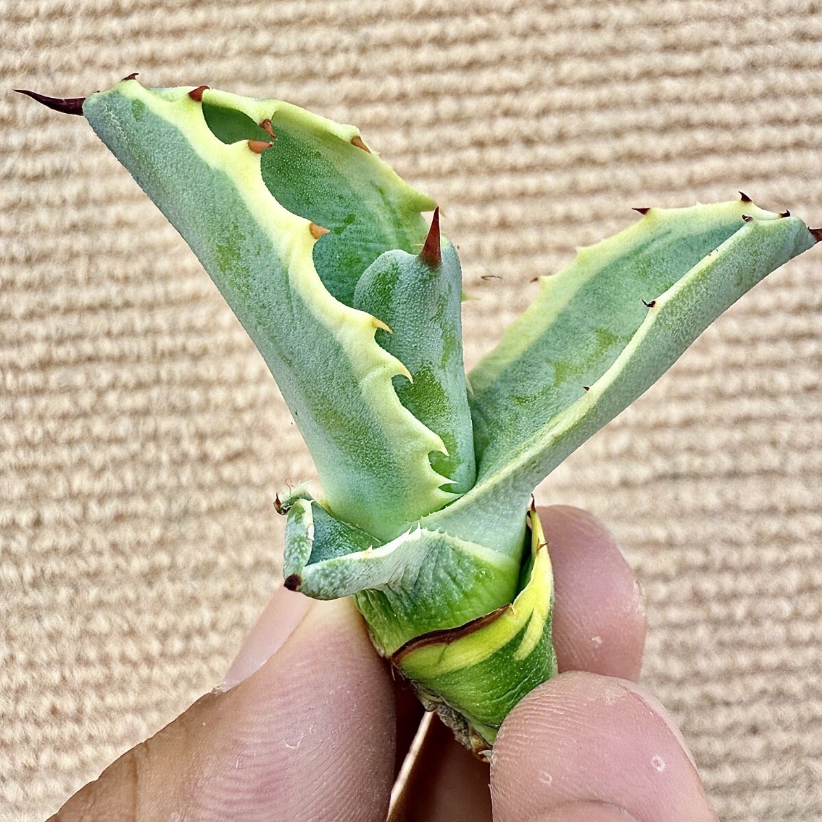 Lj_plants Z885 激レア高級品種 アガベ サルミアナ リップル Lj_plants Z885 激レア高級品種 アガベ サルミアナ リップル