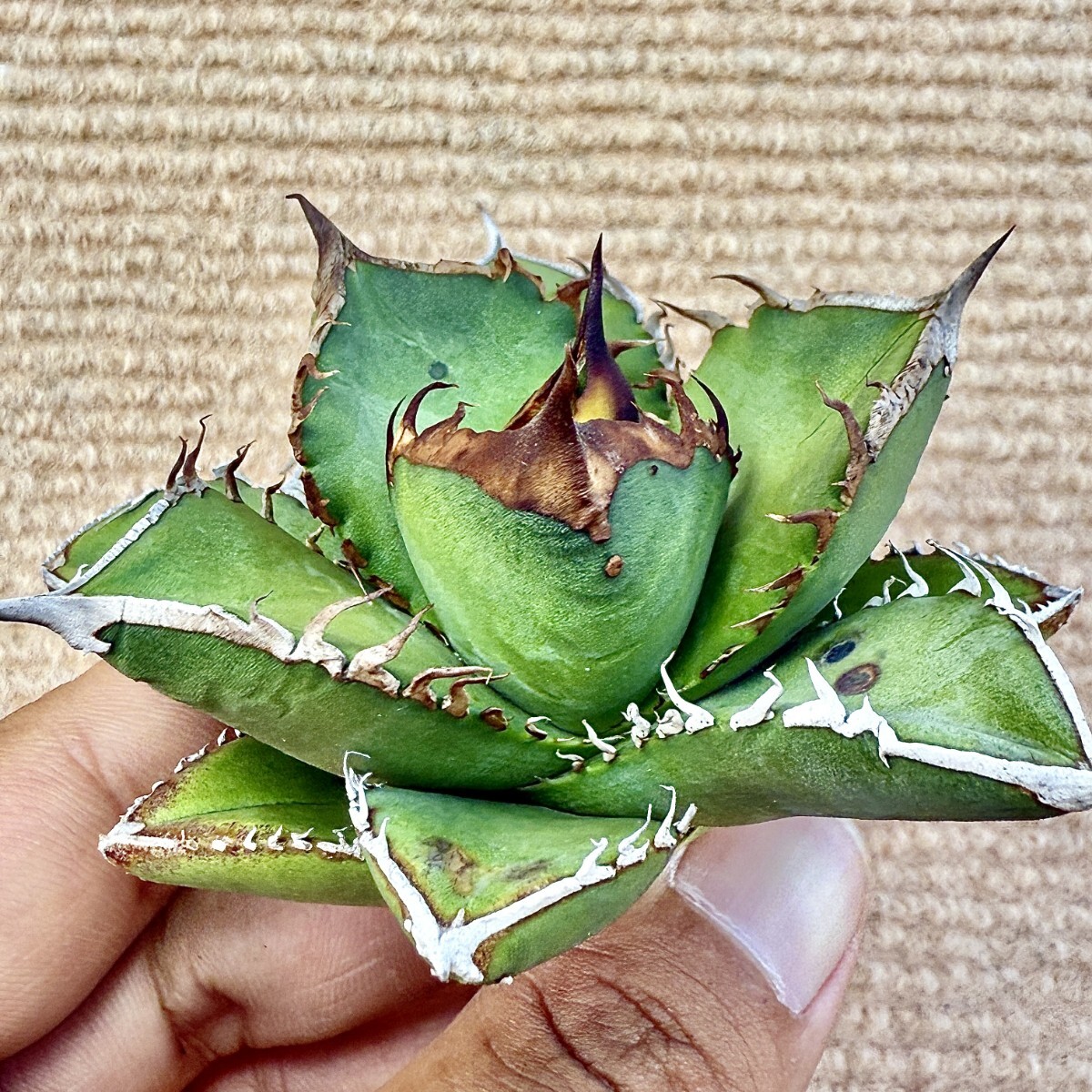 Lj_plants Z851 アガベ チタノタ オテロイ 実生株 Agave oteroi Lj_plants Z851 アガベ チタノタ オテロイ 実生株 Agave oteroi