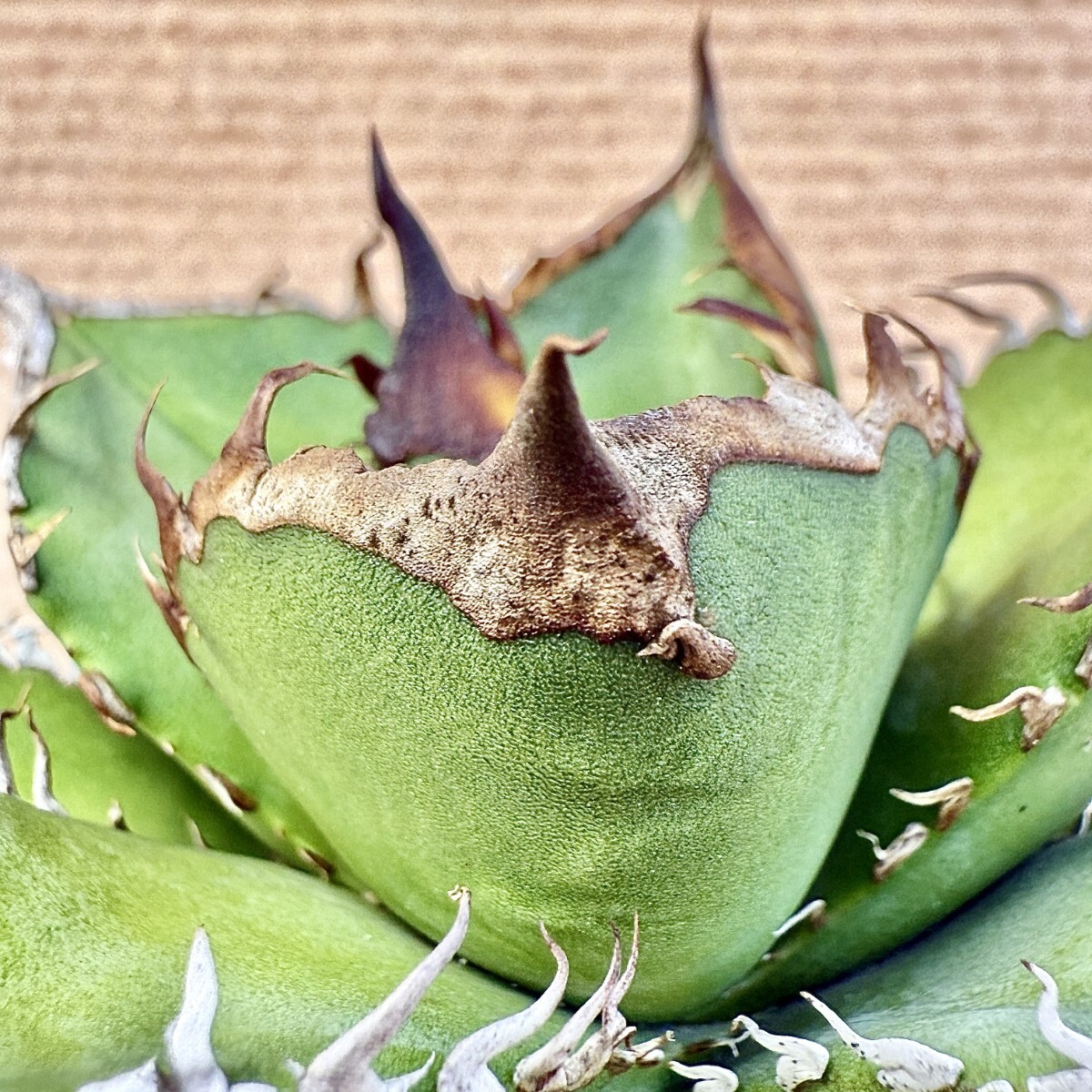 Lj_plants Z851 アガベ チタノタ オテロイ 実生株 Agave oteroi Lj_plants Z851 アガベ チタノタ オテロイ 実生株 Agave oteroi