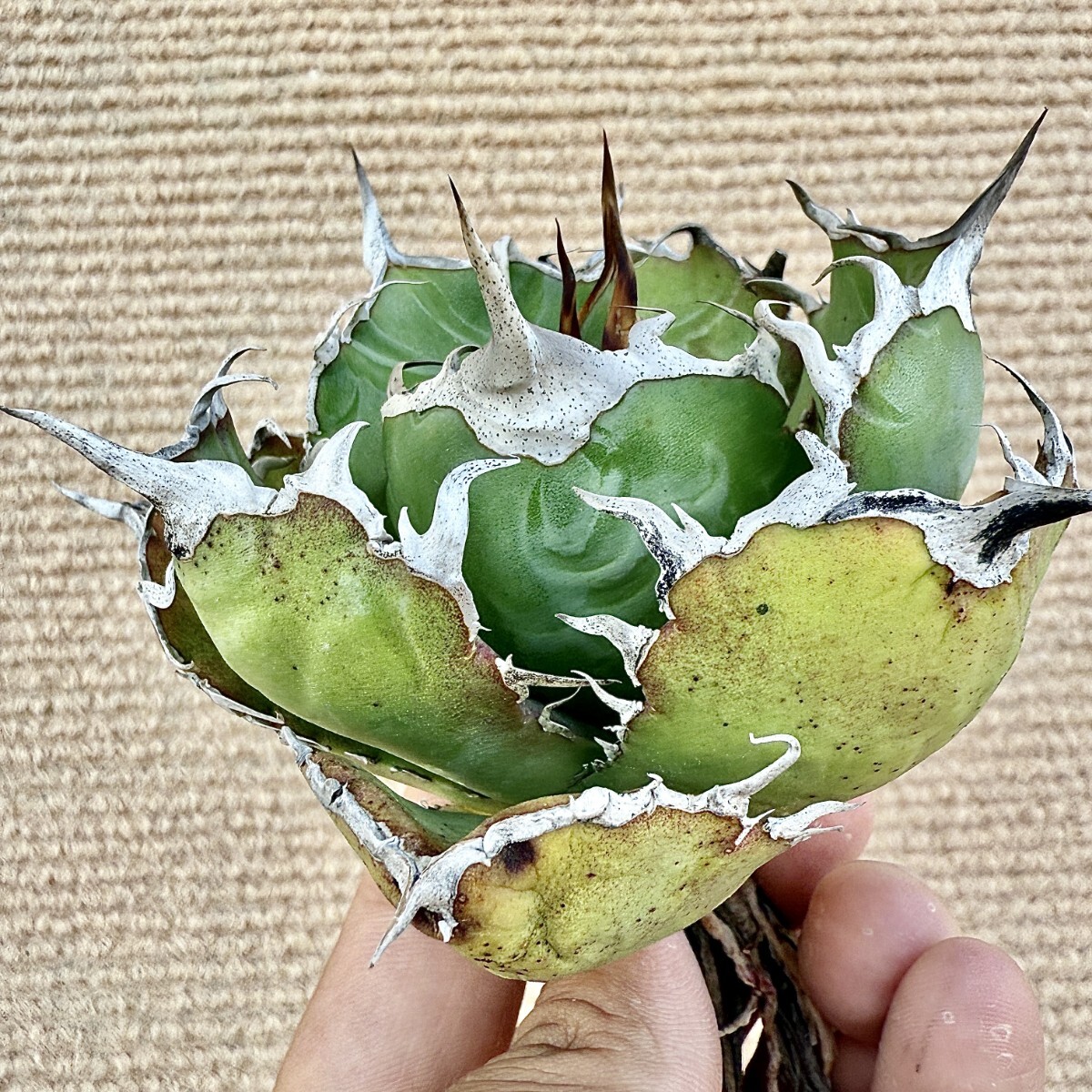 Lj_plants Z857 激レア高級品種 アガベ チタノタ 白鯨 極上強棘 Lj_plants Z857 激レア高級品種 アガベ チタノタ 白鯨 極上強棘