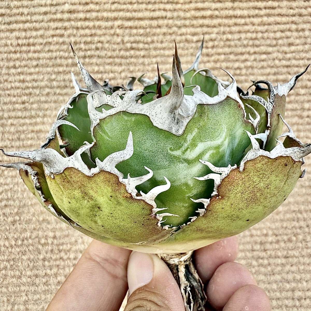 Lj_plants Z857 激レア高級品種 アガベ チタノタ 白鯨 極上強棘 Lj_plants Z857 激レア高級品種 アガベ チタノタ 白鯨 極上強棘