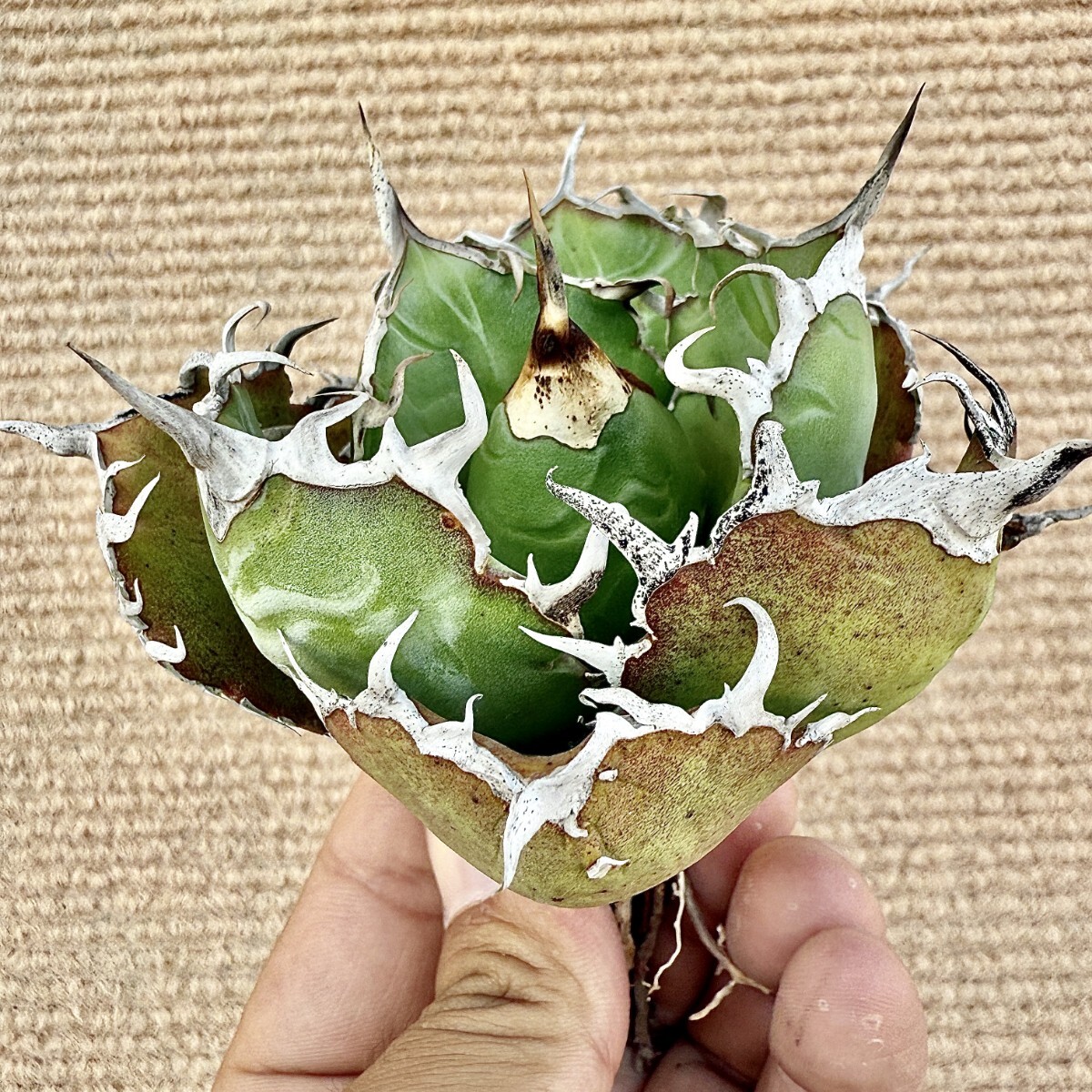 Lj_plants Z857 激レア高級品種 アガベ チタノタ 白鯨 極上強棘 Lj_plants Z857 激レア高級品種 アガベ チタノタ 白鯨 極上強棘