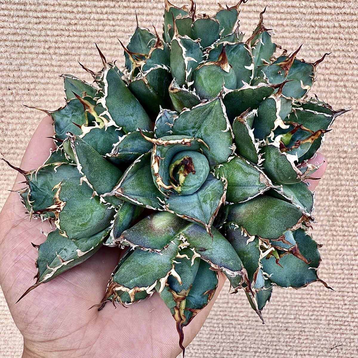 Lj_plants Z874 激レア高級品種 アガベ チタノタ 白鯨 極上強棘 Lj_plants Z874 激レア高級品種 アガベ チタノタ 白鯨 極上強棘