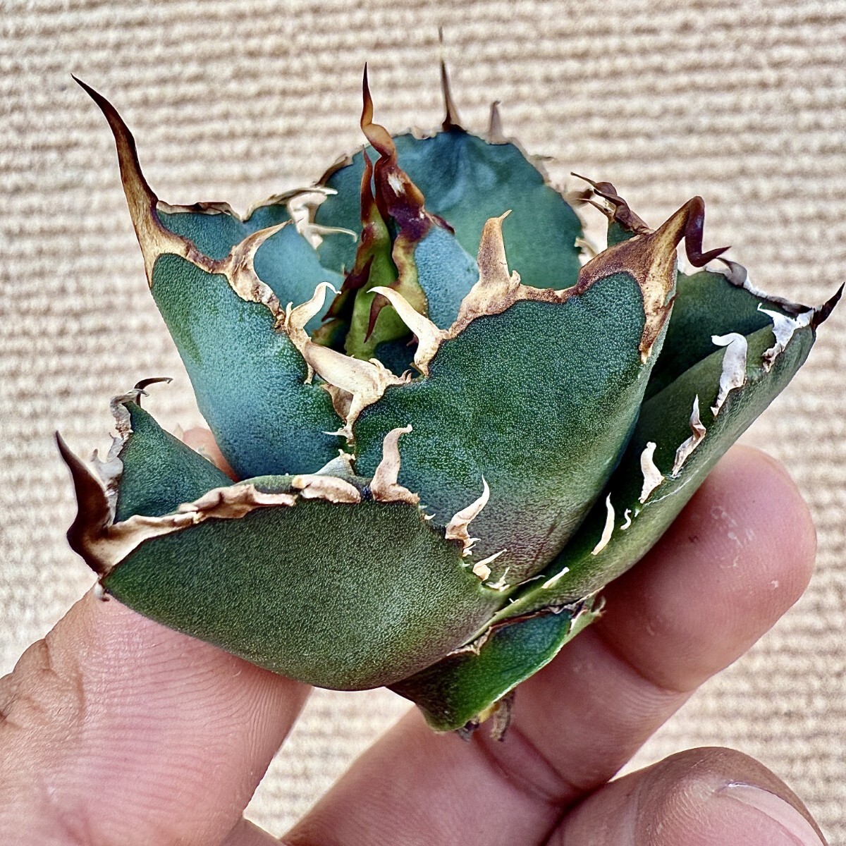 Lj_plants Z874 激レア高級品種 アガベ チタノタ 白鯨 極上強棘 Lj_plants Z874 激レア高級品種 アガベ チタノタ 白鯨 極上強棘