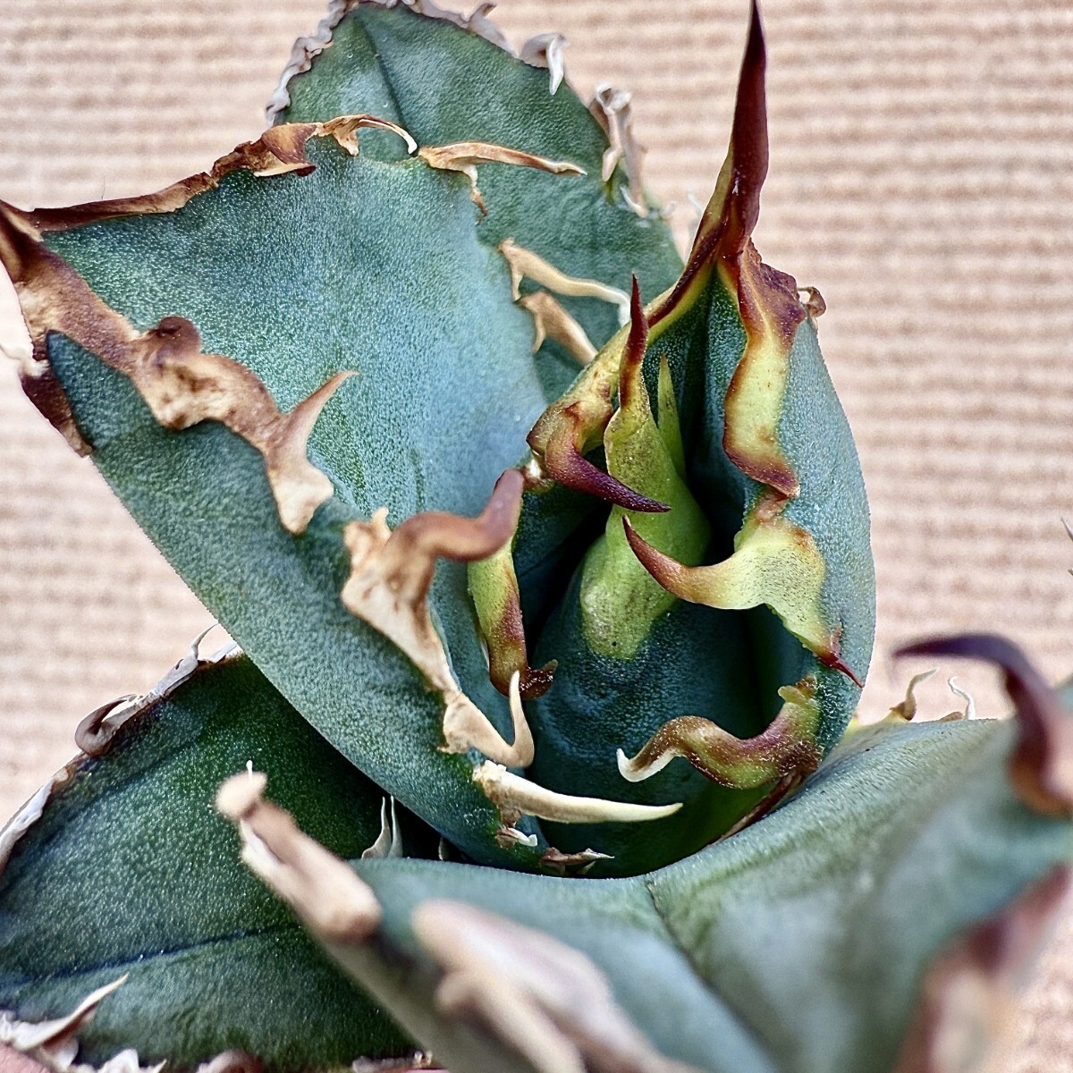 Lj_plants Z874 激レア高級品種 アガベ チタノタ 白鯨 極上強棘 Lj_plants Z874 激レア高級品種 アガベ チタノタ 白鯨 極上強棘