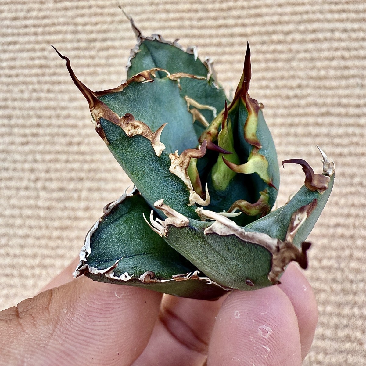Lj_plants Z874 激レア高級品種 アガベ チタノタ 白鯨 極上強棘 Lj_plants Z874 激レア高級品種 アガベ チタノタ 白鯨 極上強棘
