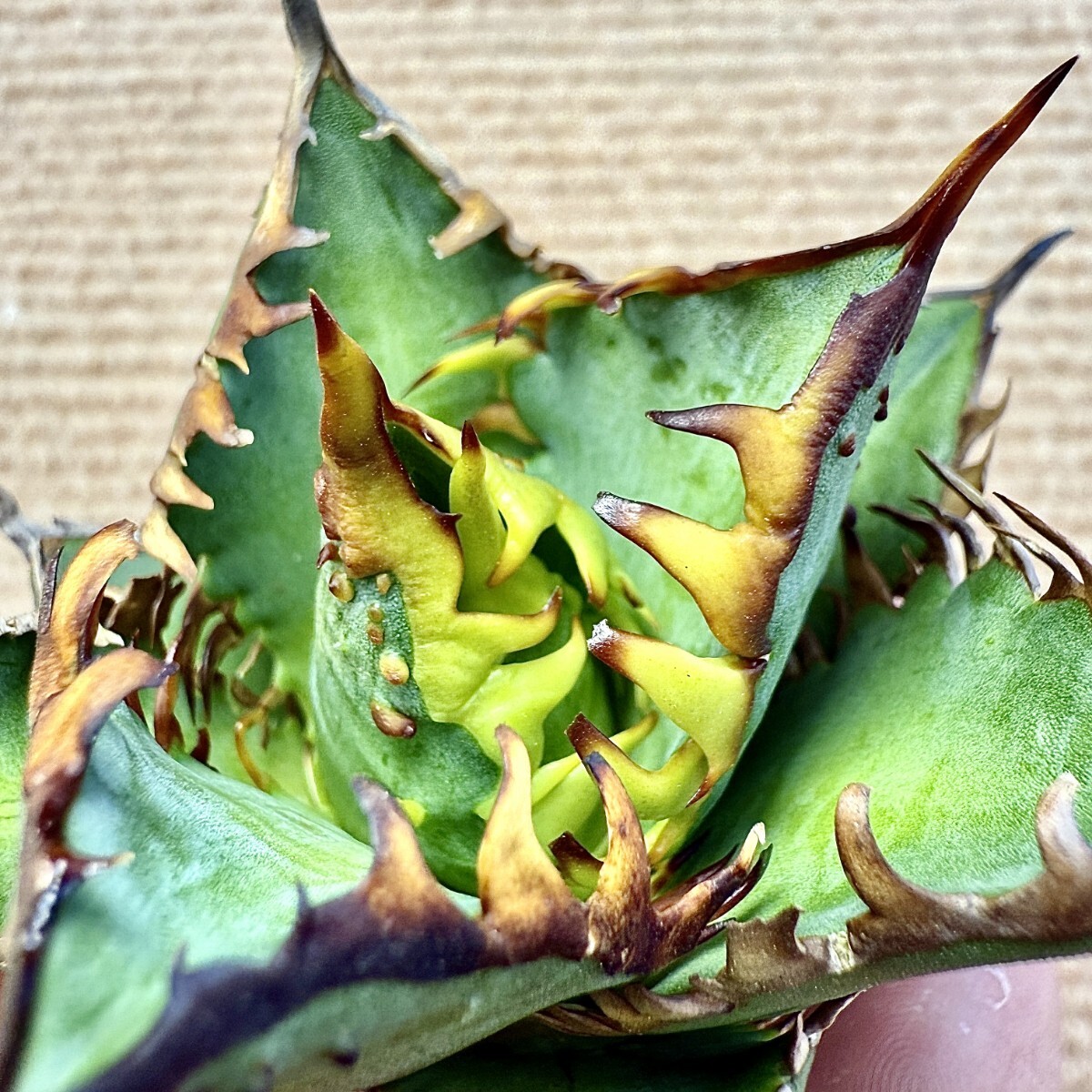 Lj_plants Z891 激レア高級品種 アガベ チタノタ レッドキャット Lj_plants Z891 激レア高級品種 アガベ チタノタ レッドキャット