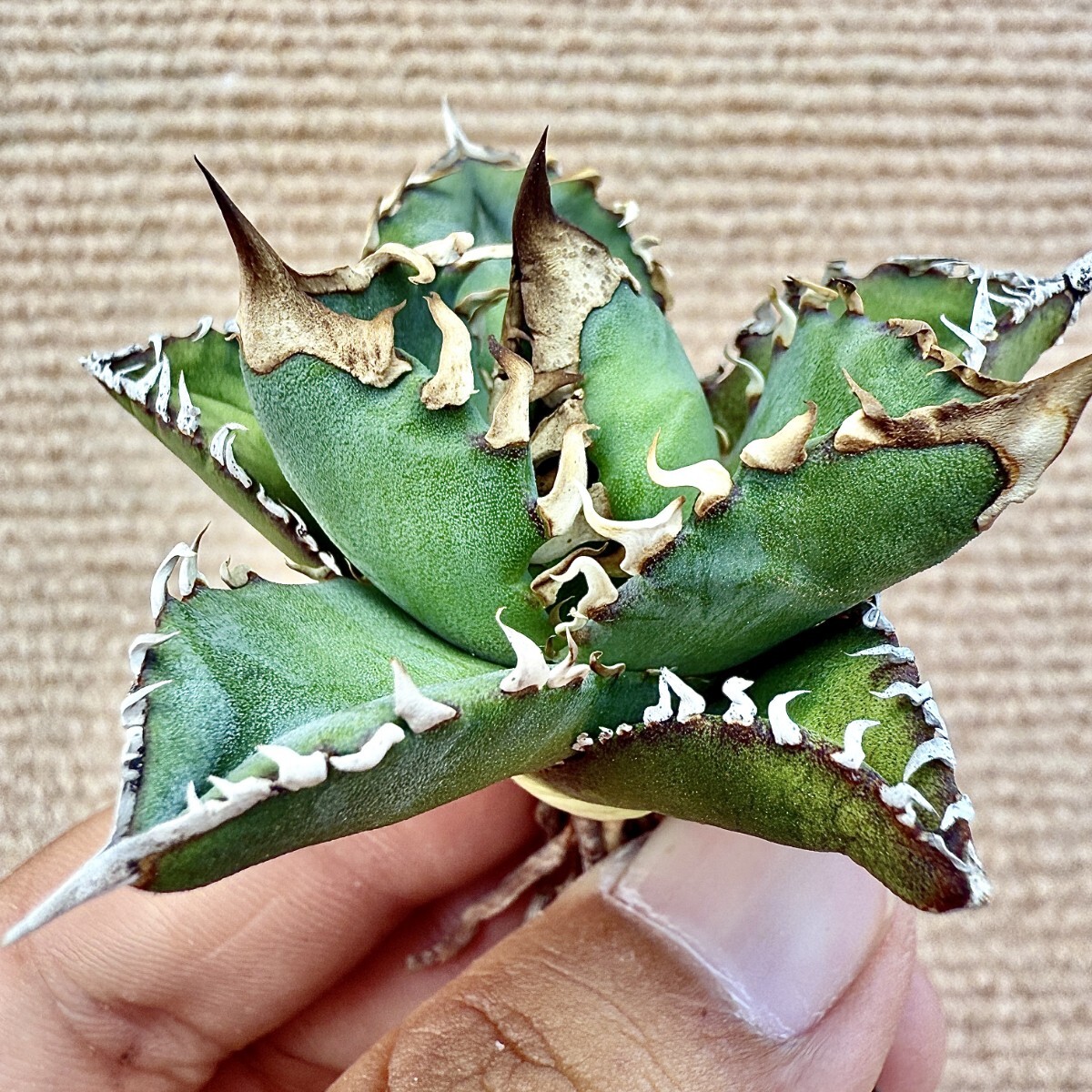 Lj_plants Z809アガベ チタノタ オテロイ 優秀選抜実生株 Agave Lj_plants Z809アガベ チタノタ オテロイ 優秀選抜実生株 Agave