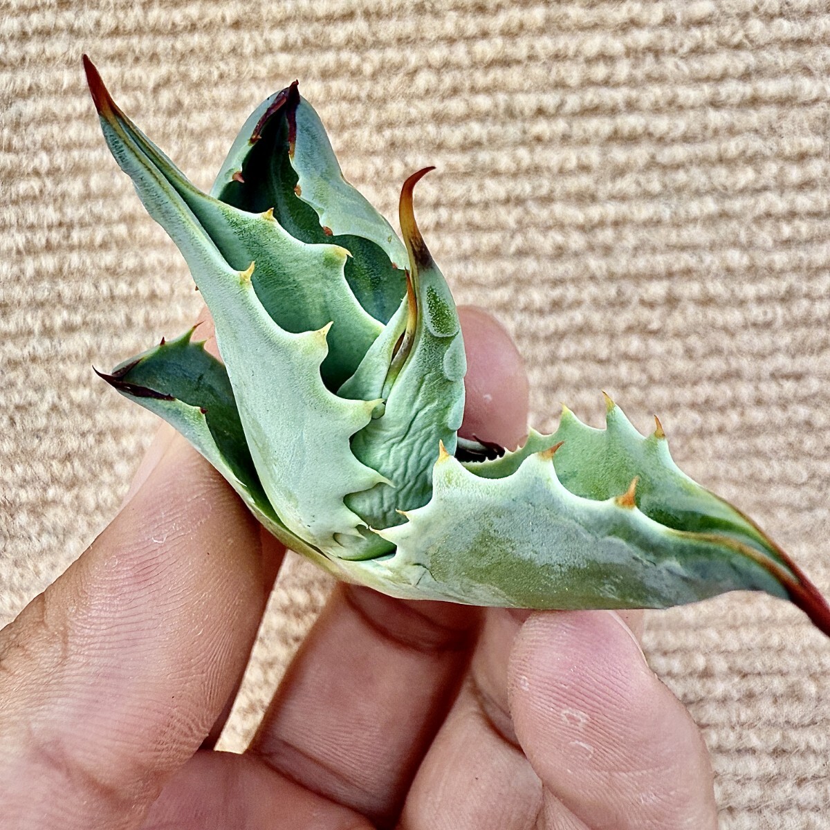 Lj_plants Z888 貴重な希少種 多肉植物 アガベ オバティフォリア Lj_plants Z888 貴重な希少種 多肉植物 アガベ オバティフォリア