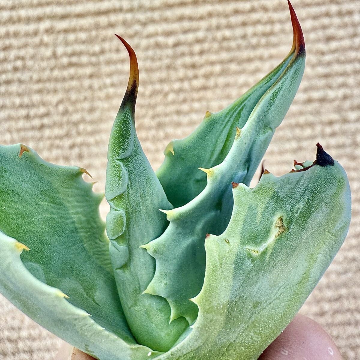 Lj_plants Z888 貴重な希少種 多肉植物 アガベ オバティフォリア Lj_plants Z888 貴重な希少種 多肉植物 アガベ オバティフォリア