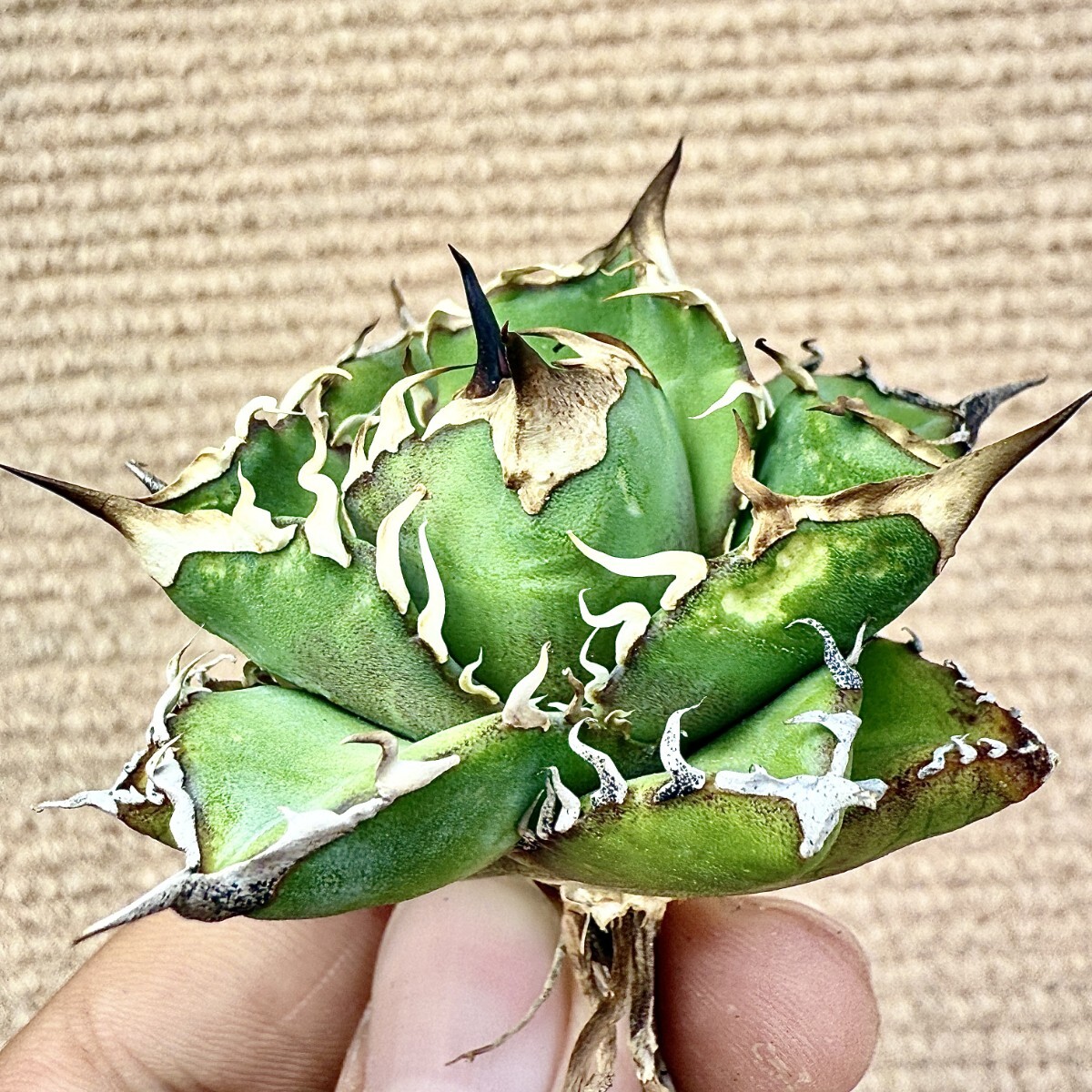 Lj_plants Z907 アガベ チタノタ オテロイ 優秀選抜実生株 Agave Lj_plants Z907 アガベ チタノタ オテロイ 優秀選抜実生株 Agave