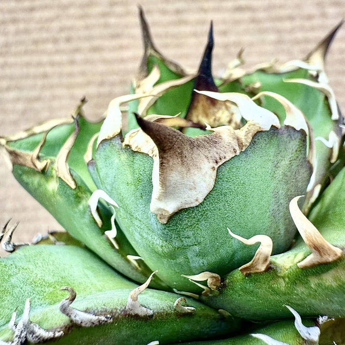 Lj_plants Z907 アガベ チタノタ オテロイ 優秀選抜実生株 Agave Lj_plants Z907 アガベ チタノタ オテロイ 優秀選抜実生株 Agave