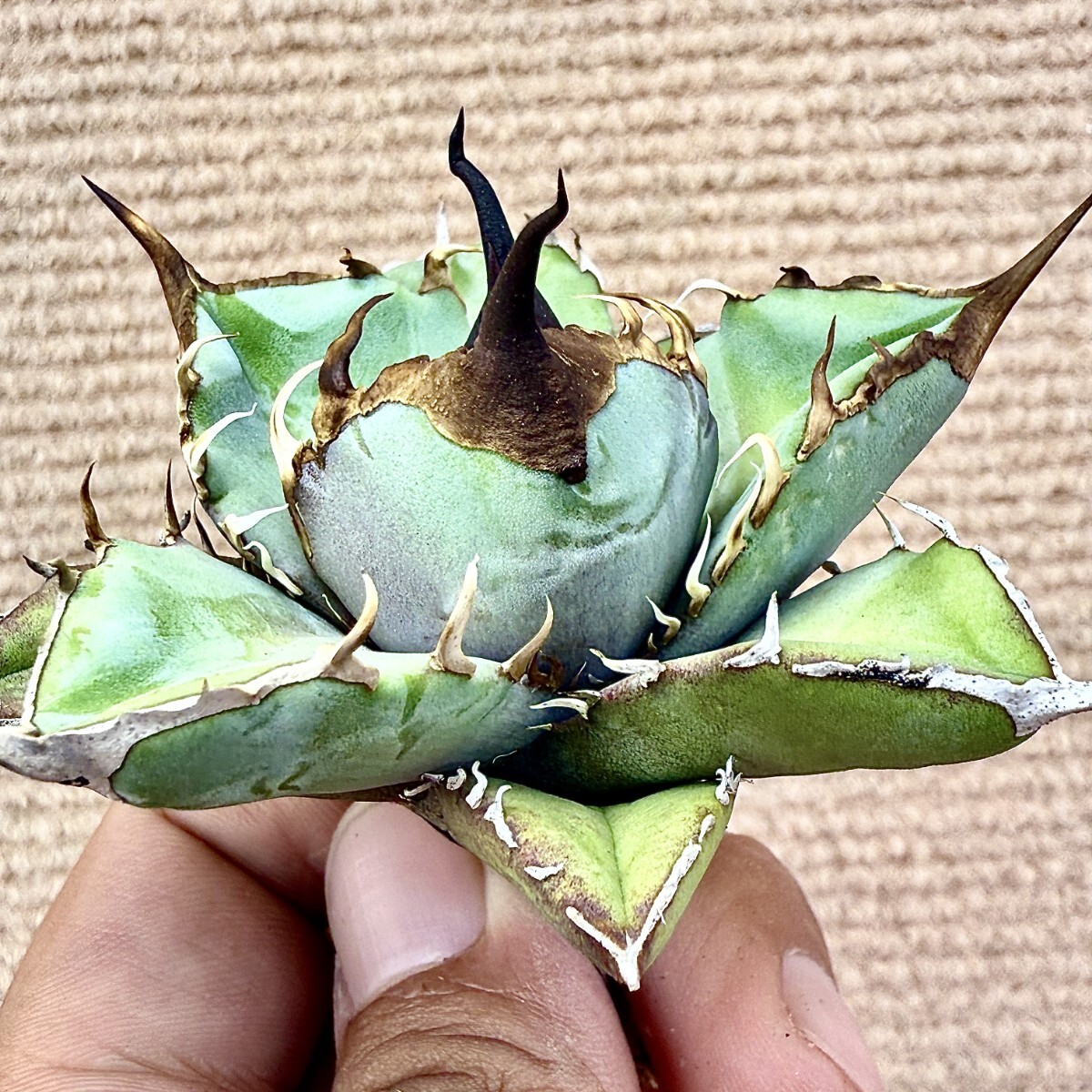 Lj_plants Z908アガベ チタノタ オテロイ 実生選抜株 Agave Lj_plants Z908アガベ チタノタ オテロイ 実生選抜株 Agave