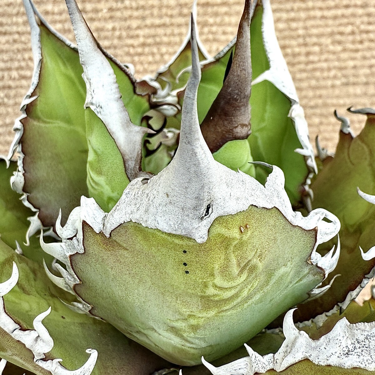 Lj_plants Z933アガベ チタノタ オテロイ 優秀選抜実生株 Agave Lj_plants Z933アガベ チタノタ オテロイ 優秀選抜実生株 Agave