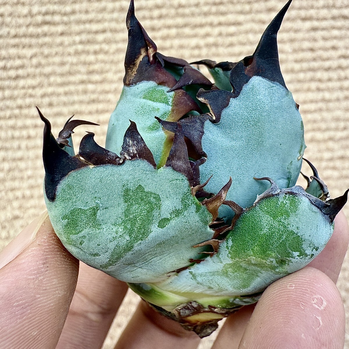 Lj_plants Z965 株を厳選する アガベ チタノタ BB ブラック Lj_plants Z965 株を厳選する アガベ チタノタ BB ブラック