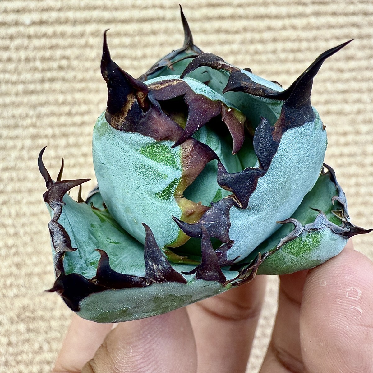 Lj_plants Z965 株を厳選する アガベ チタノタ BB ブラック Lj_plants Z965 株を厳選する アガベ チタノタ BB ブラック