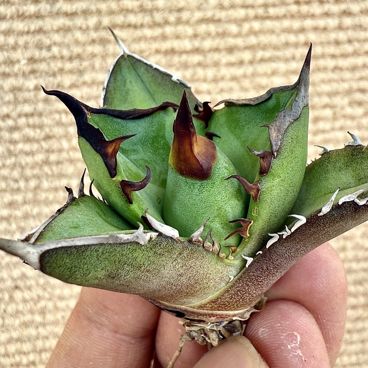 Lj_plants Z970 アガベ チタノタ オテロイ 優秀選抜実生株 Agave Lj_plants Z970 アガベ チタノタ オテロイ 優秀選抜実生株 Agave