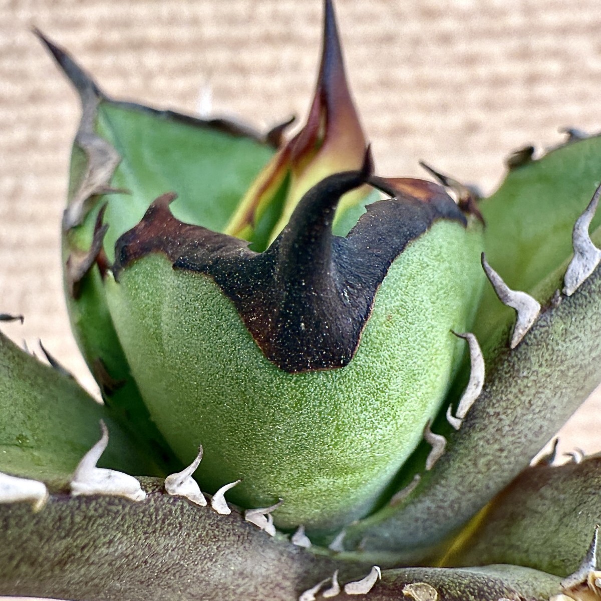 Lj_plants Z970 アガベ チタノタ オテロイ 優秀選抜実生株 Agave Lj_plants Z970 アガベ チタノタ オテロイ 優秀選抜実生株 Agave