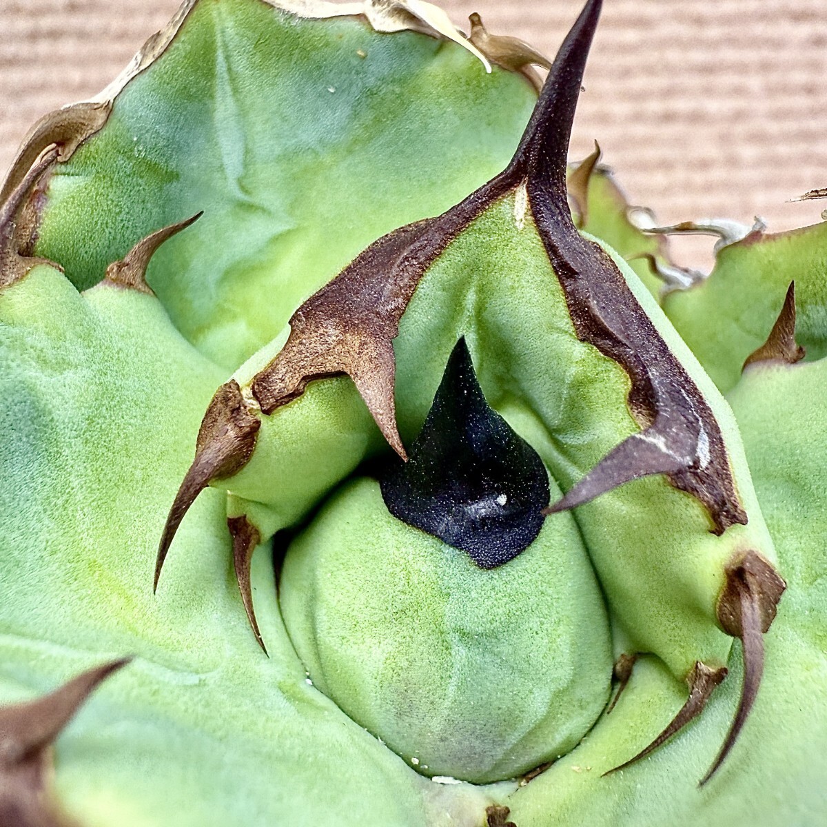 Lj_plants Z967アガベ 翼竜 極上美株 (検 チタノタ オテロイ Lj_plants Z967アガベ 翼竜 極上美株 (検 チタノタ オテロイ