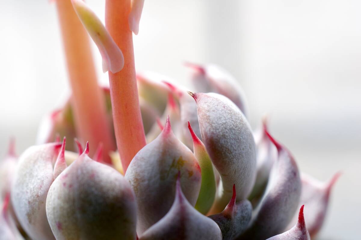 希少種】エケベリア ザラゴーサ SP ノバ Echeveria spec nov 希少種】エケベリア ザラゴーサ SP ノバ Echeveria spec nov