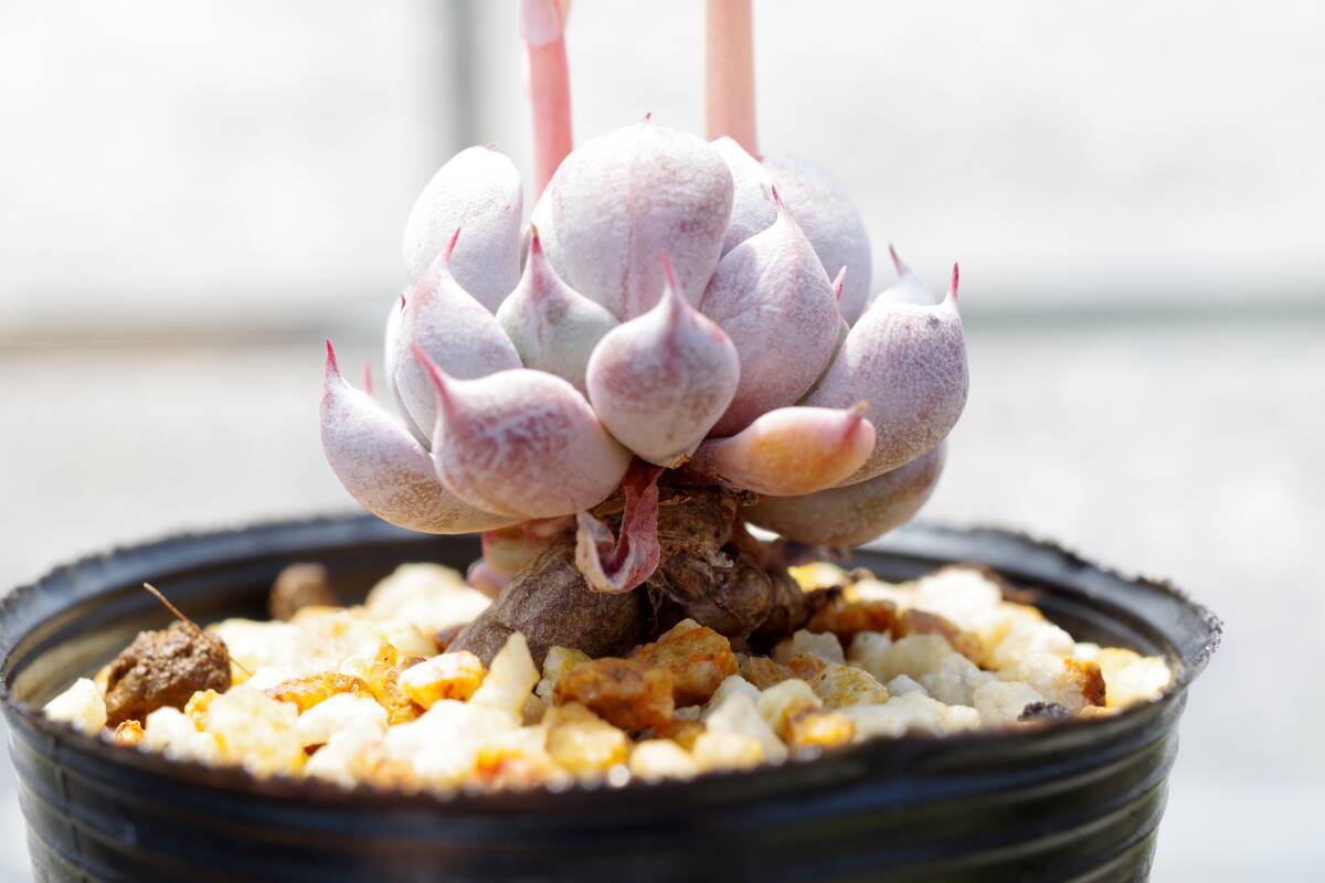 希少種】エケベリア ザラゴーサ SP ノバ Echeveria spec nov 希少種】エケベリア ザラゴーサ SP ノバ Echeveria spec nov