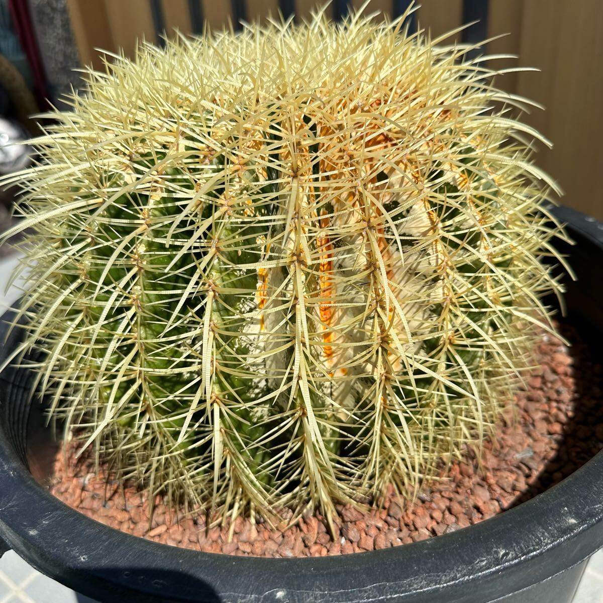◯ 金鯱 サボテン ◯ 【樹高:約18cm】エキノカクタス グルソニー ◯ 金鯱 サボテン ◯ 【樹高:約18cm】エキノカクタス グルソニー