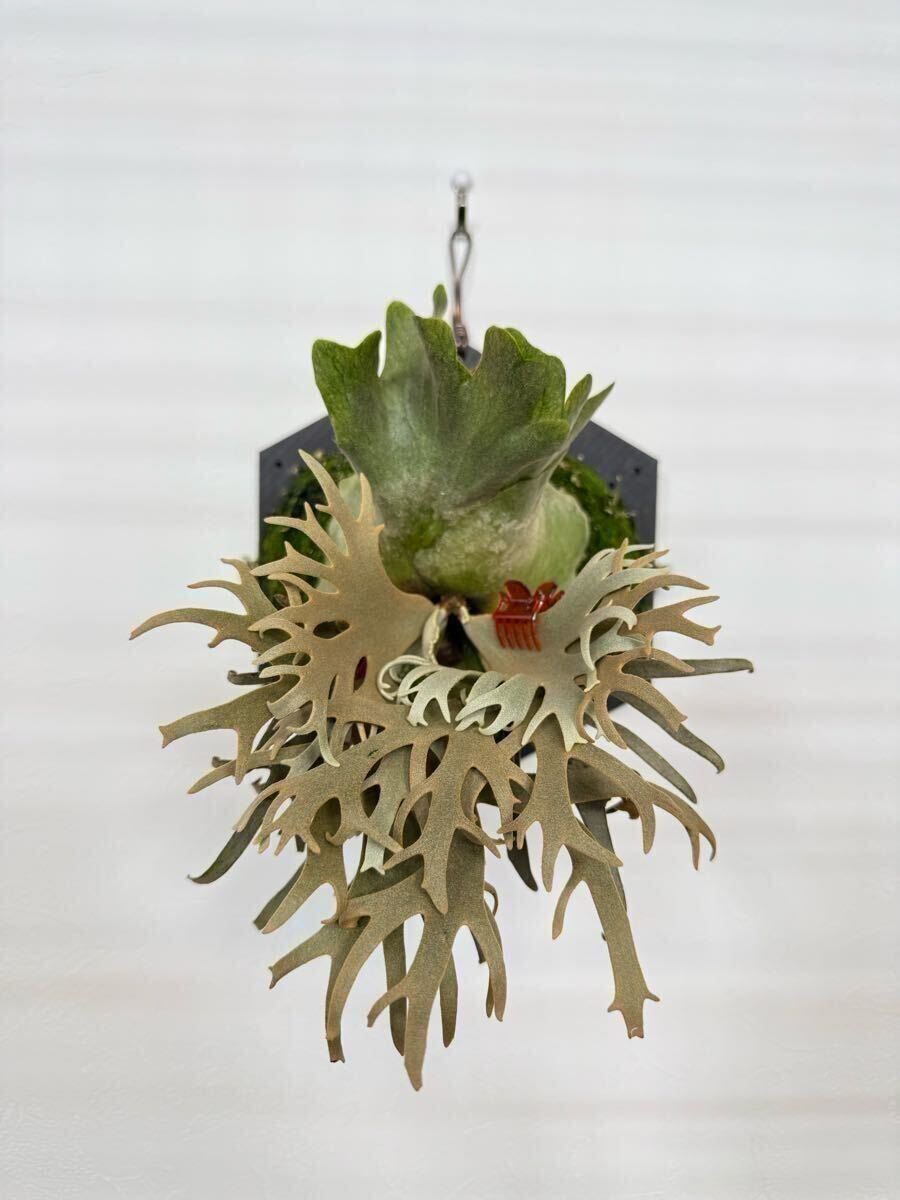 ビカクシダ ウィリンキー willinckii yellow moon dwarf ビカクシダ ウィリンキー willinckii yellow moon dwarf