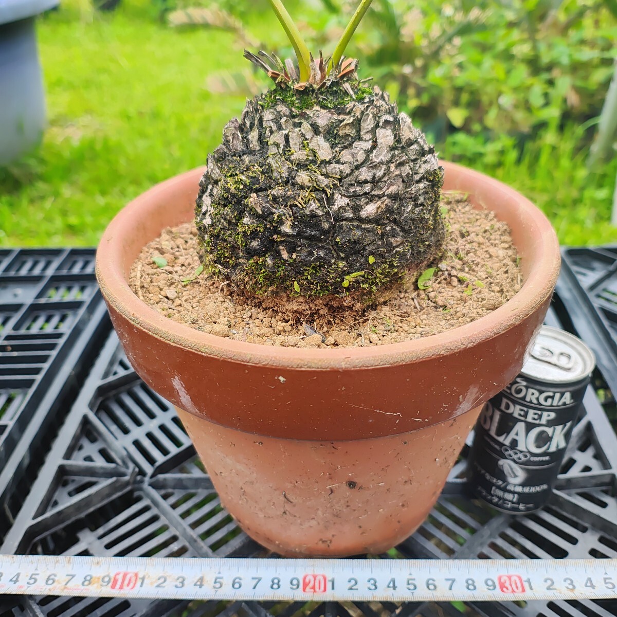 海外ソテツ 大株 不明種① 幹経12センチ 7号鉢(観葉植物)|売買 海外ソテツ 大株 不明種① 幹経12センチ 7号鉢(観葉植物)|売買