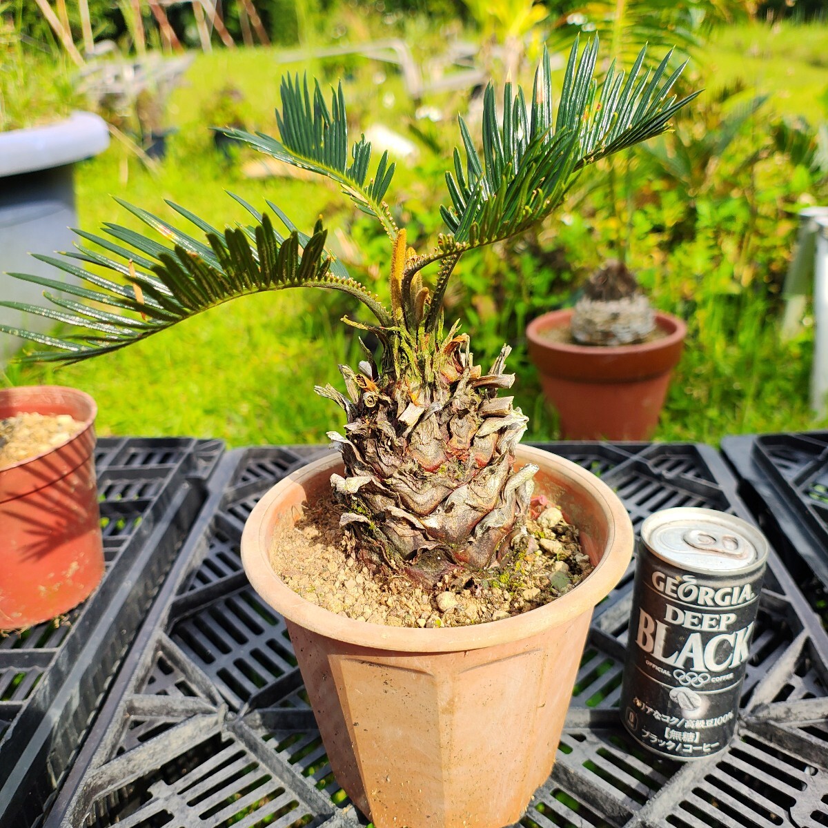 黄金葉ソテツ 新葉展開 奄美大島産蘇鉄 5号鉢(観葉植物)|売買 黄金葉ソテツ 新葉展開 奄美大島産蘇鉄 5号鉢(観葉植物)|売買